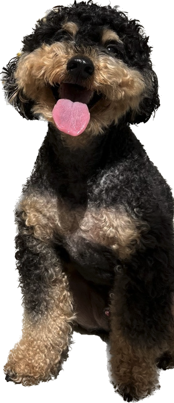 BarkTalk